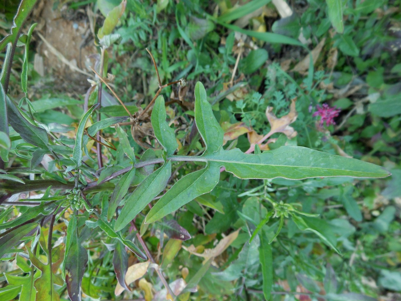 Sisymbrium orientale L. / Erba cornacchia orientale